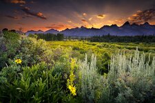 Grand_Teton_National_Park_sunset_clouds_evening_mountains_field_flowers_herbs_woods_trees_pine...jpg