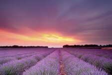 Lavandula_Fields_Sky_Clouds_Flowers_sunset_sunrise_4762x3175.jpg